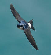 Western House Martin