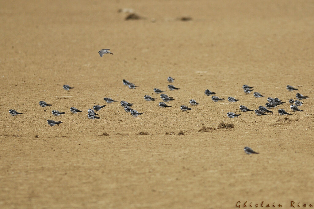 Hirondelle de rivage