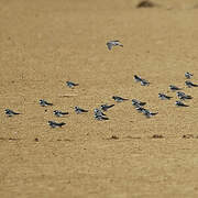 Sand Martin