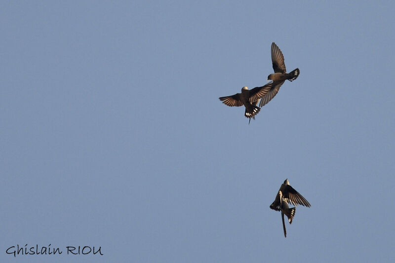 Eurasian Crag Martin