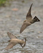 Eurasian Crag Martin