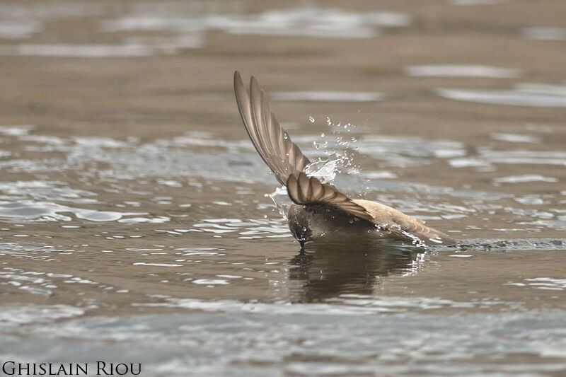 Eurasian Crag Martin