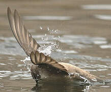 Eurasian Crag Martin