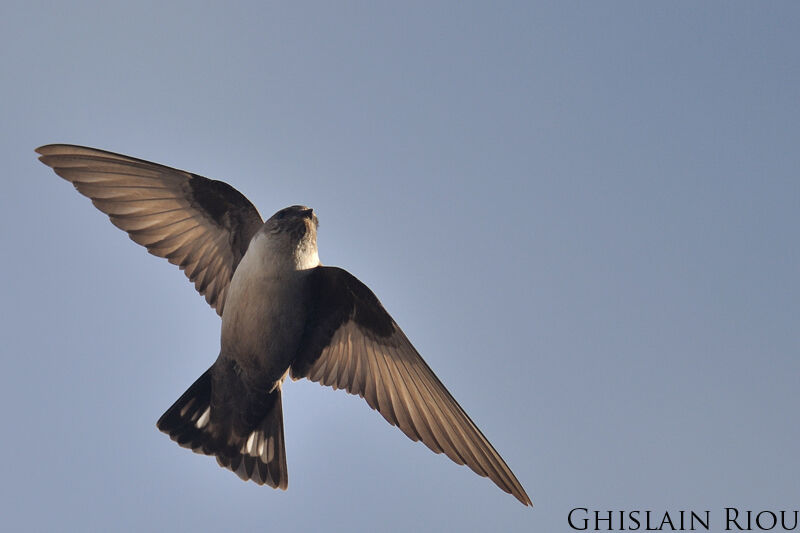 Eurasian Crag Martin