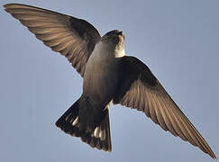 Eurasian Crag Martin