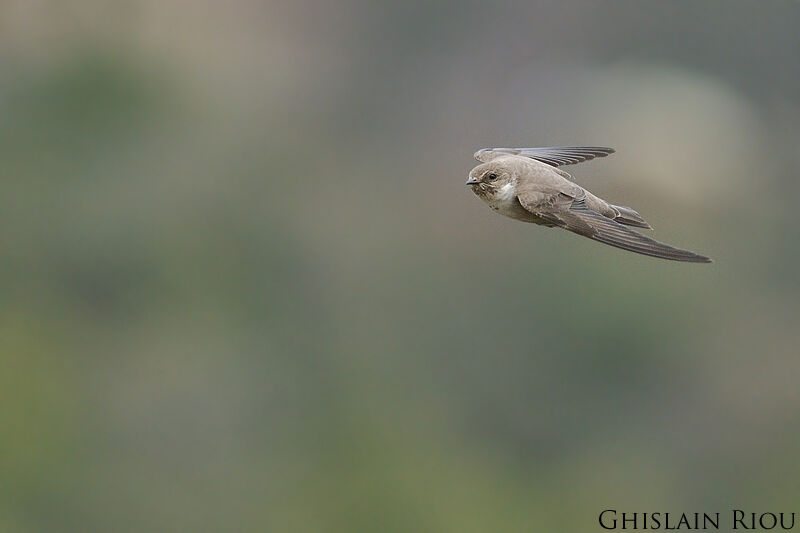 Eurasian Crag Martin