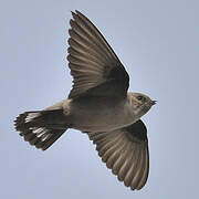 Eurasian Crag Martin