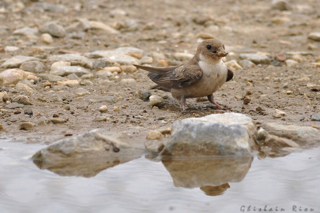 Hirondelle de rochers, Comportement