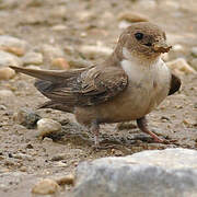 Eurasian Crag Martin