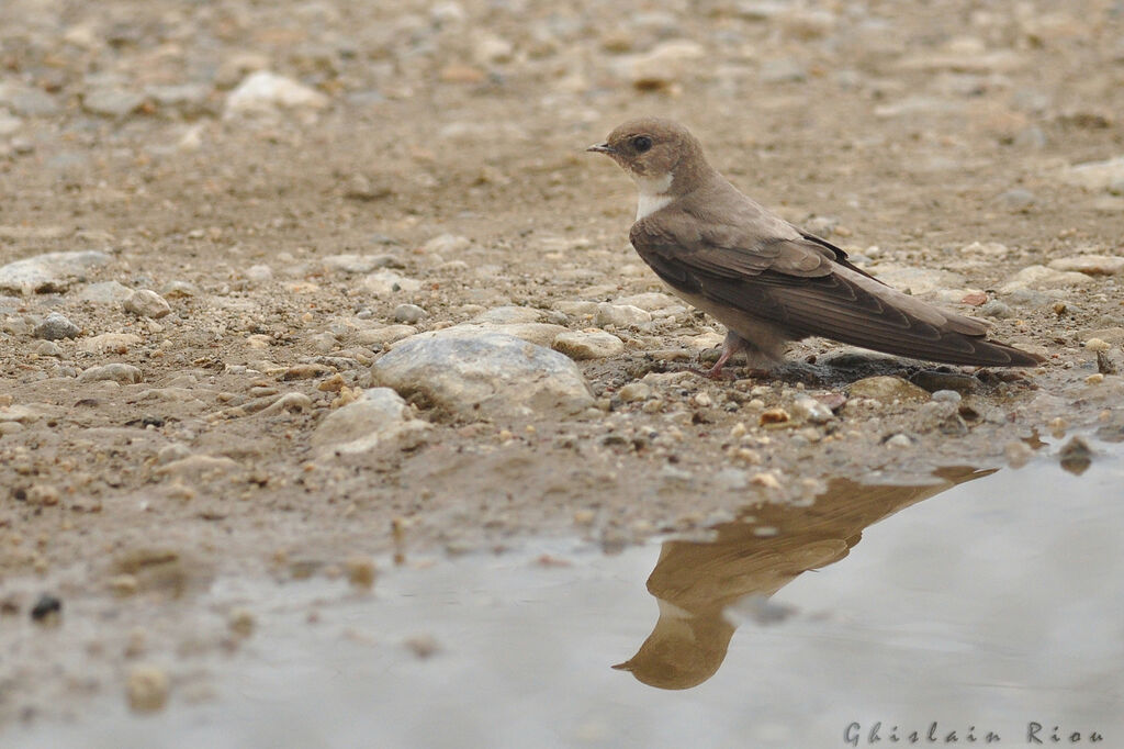 Hirondelle de rochers, Comportement