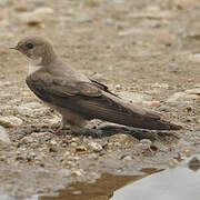 Eurasian Crag Martin