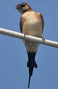 Red-rumped Swallow