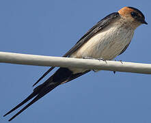 Red-rumped Swallow