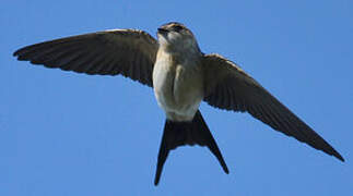 Red-rumped Swallow