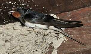 Barn Swallow