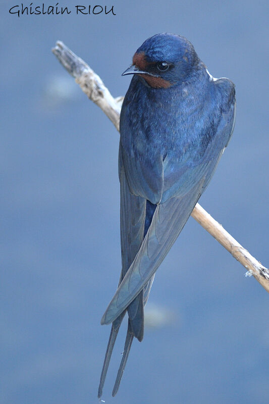 Barn Swallow