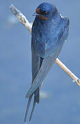 Barn Swallow