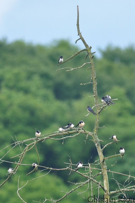 Hirondelle rustique