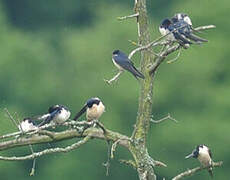 Barn Swallow