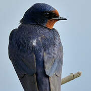 Barn Swallow