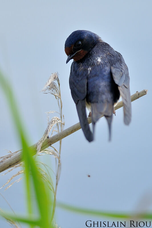 Hirondelle rustique