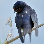 Barn Swallow