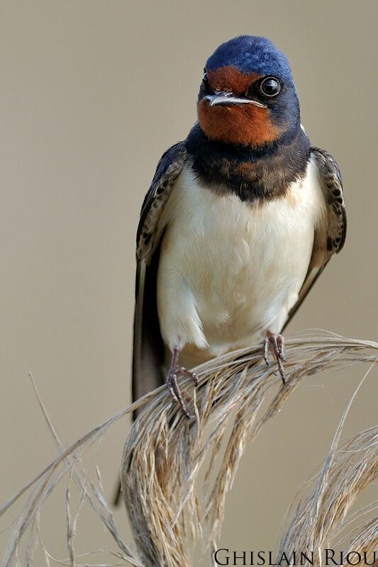 Barn Swallow