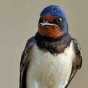 Barn Swallow