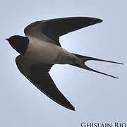 Barn Swallow