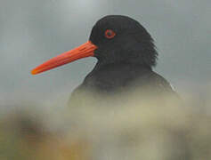 Eurasian Oystercatcher