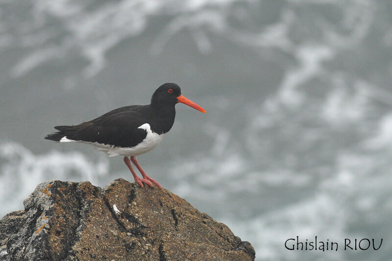 Eurasian Oystercatcher male adult