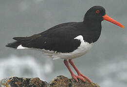 Eurasian Oystercatcher