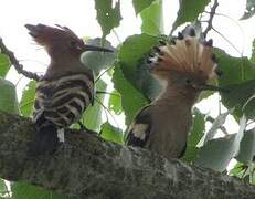 Eurasian Hoopoe