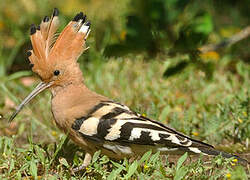 Eurasian Hoopoe