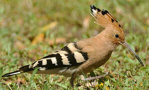 Eurasian Hoopoe