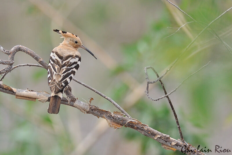 Eurasian Hoopoe