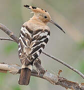 Eurasian Hoopoe