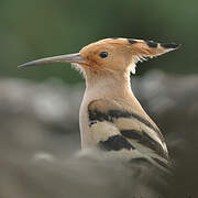 Eurasian Hoopoe