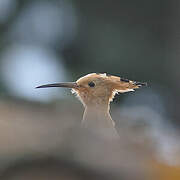 Eurasian Hoopoe