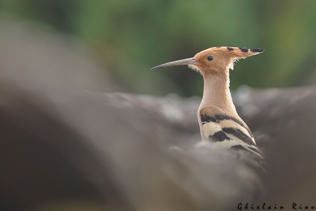 Eurasian Hoopoe