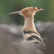 Eurasian Hoopoe