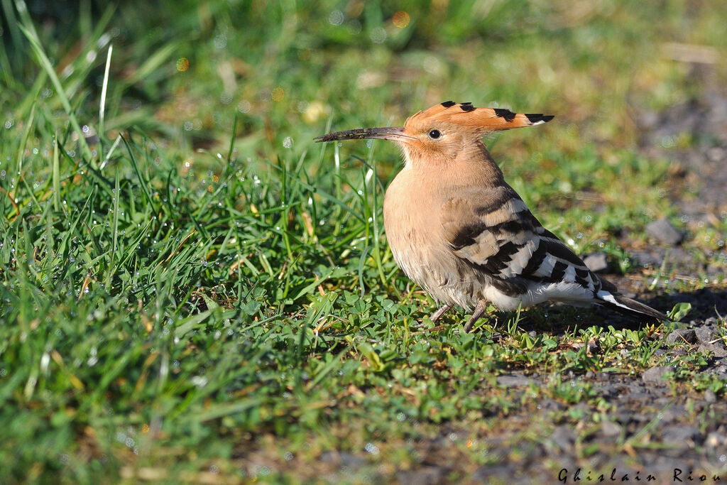 Eurasian Hoopoe