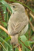 Booted Warbler