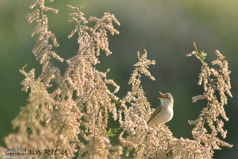 Eastern Olivaceous Warbler male adult, habitat, pigmentation, song