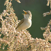 Eastern Olivaceous Warbler