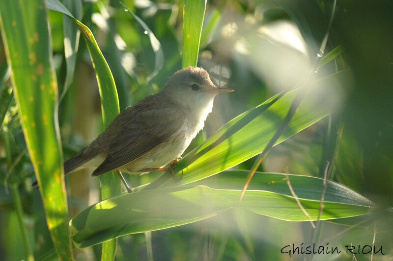 Eastern Olivaceous Warbler