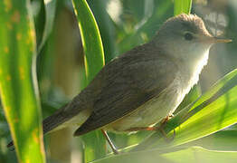 Eastern Olivaceous Warbler