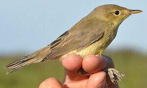 Melodious Warbler