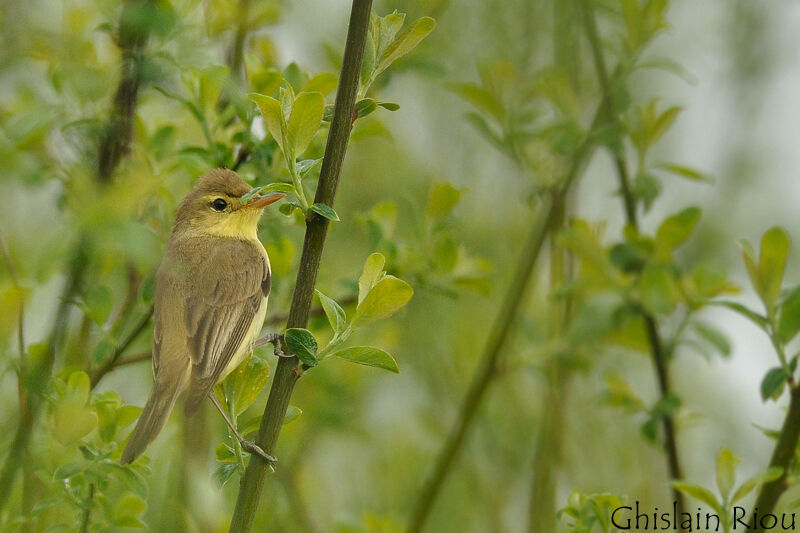 Melodious Warbler