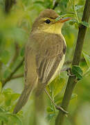 Melodious Warbler